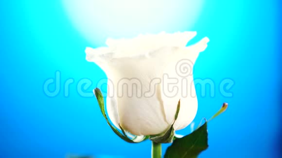 白色玫瑰打开蓝色背景视频的预览图