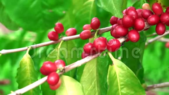 红科纳咖啡豆樱桃的特写视频的预览图