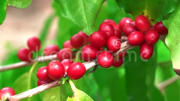 成熟的红科纳豆咖啡树缩小视频的预览图
