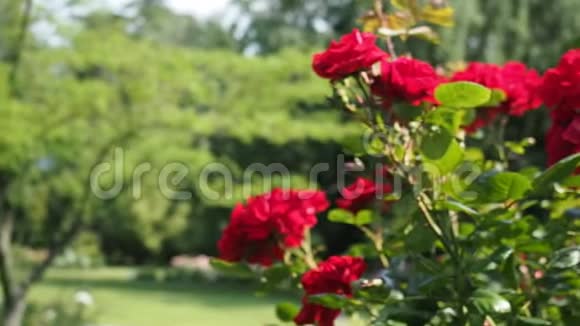 红玫瑰花在花园的高清视频视频的预览图