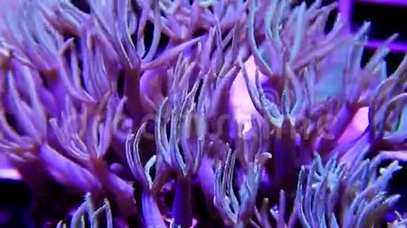 丁香息肉软珊瑚视频的预览图