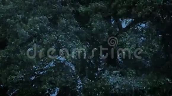 暴风雨的傍晚一棵大树在不停地打视频的预览图