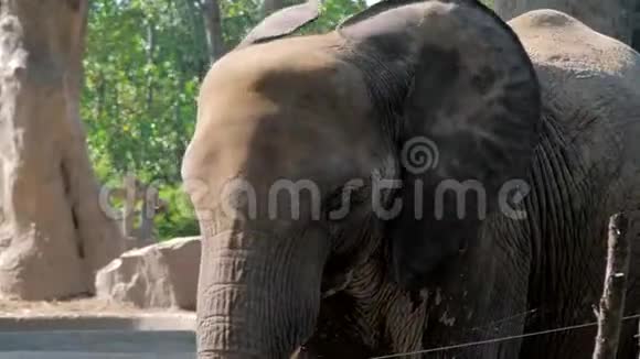 狩猎公园的大象肖像大象特写的脸眼睛一眨肌肤的质感大树干视频的预览图