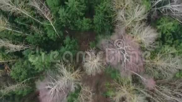 4秋天森林中落叶飞过树木的K航景图从那开始视频的预览图