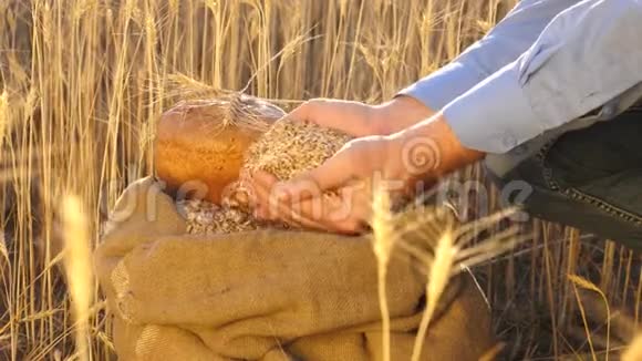 农夫手把麦粒倒进一个有耳朵的袋子里收获谷物农学家研究粮食的质量视频的预览图