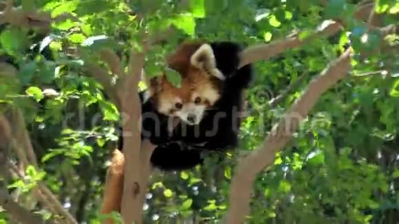红熊猫科学名字叫小熊猫红熊猫栖息在树上视频的预览图