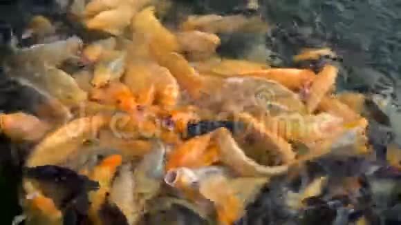 农场池塘里的五颜六色的锦鲤鱼视频的预览图