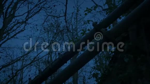 黄昏时分在令人毛骨悚然的树林里的老建筑和管道视频的预览图