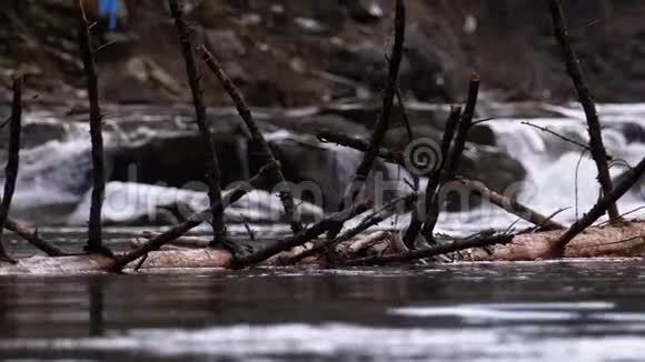 山河上的落叶树或原木漂浮着急流和石头洪水慢动作视频的预览图
