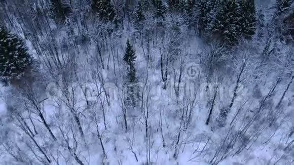 冬林美景尽收眼底视频的预览图