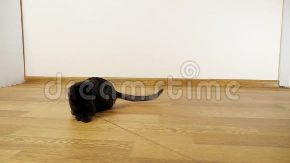 小黑猫在绳子上玩老鼠玩具视频的预览图