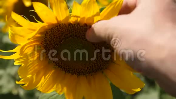 农学家在一片黄色的向日葵田里工作农夫手看一朵盛开的向日葵一朵向日葵在视频的预览图