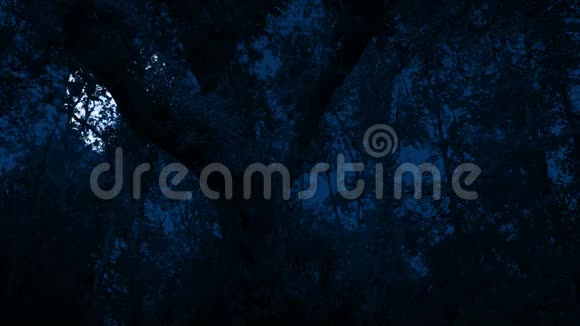 风中摇曳的树木背后的月亮视频的预览图