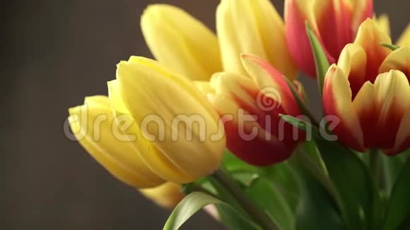 美丽的黄色郁金香花束视频的预览图