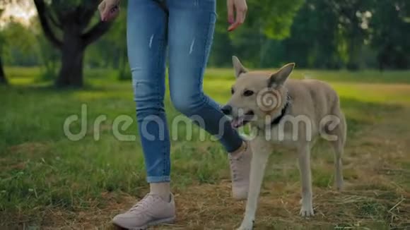 一只没有皮带的狗正在公园里的雌性的腿旁边散步没有脸视频的预览图