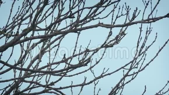 裸露的树枝在冬天的微风中摇摆视频的预览图