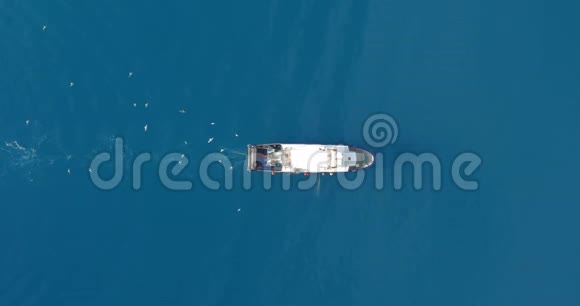 空中观景渔船与大捕鱼旋转饥饿的海鸥成群的角小船漂浮在海面上视频的预览图