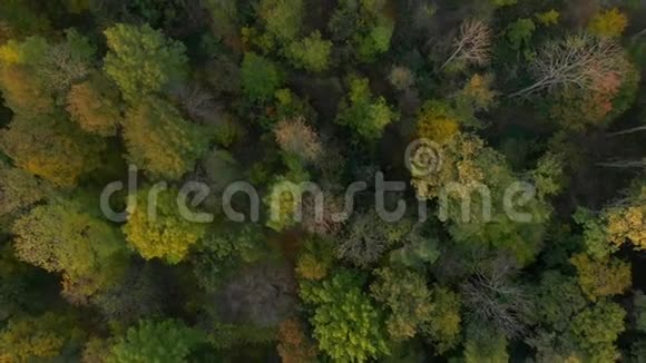 秋天森林的俯视图有五颜六色的树自然背景视频的预览图