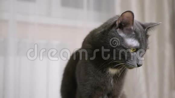 漂亮的成年灰猫饶有兴致地看着什么东西视频的预览图