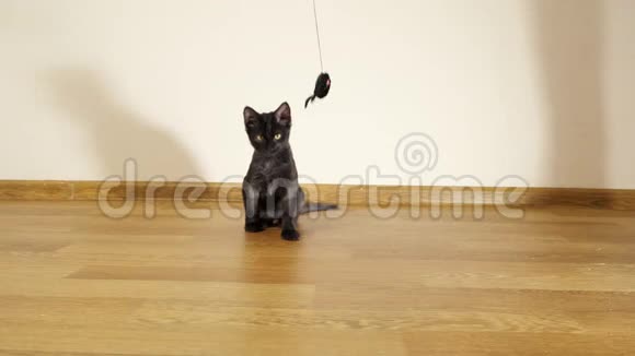 一只黑色漂亮的小猫在绳子上玩玩具视频的预览图