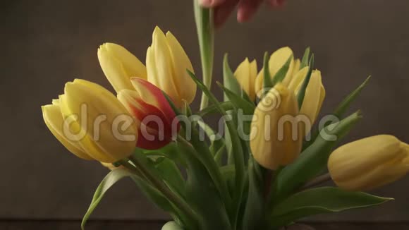 美丽的红色黄色郁金香花束视频的预览图