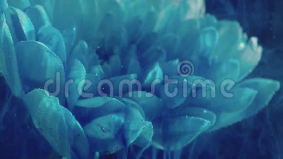 花水艺术蓝色的烟流白色的雏菊花瓣视频的预览图