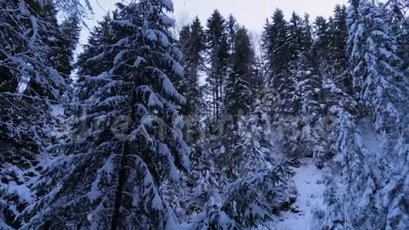 冬季松林或针叶山林景观有雪覆盖的枝条视频的预览图
