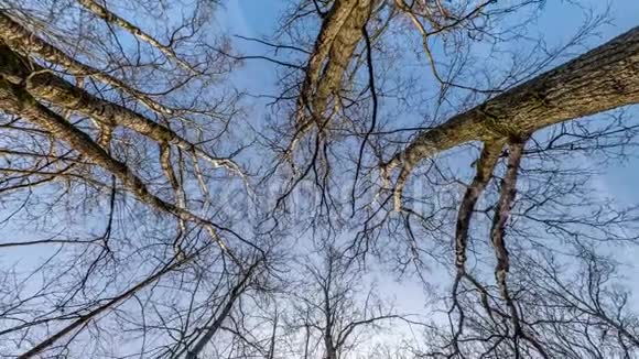 在秋天橡树林中用笨拙的树枝抽象旋转扭转和旋转全飞全景天空中生长的树木视频的预览图