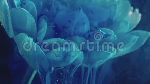 花朵的颜色爆炸蓝色的烟雾花瓣视频的预览图