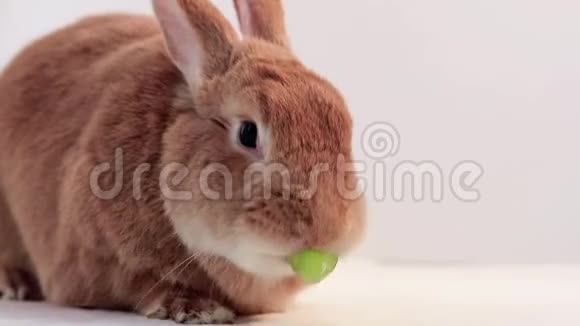 鲁弗斯兔吃绿色葡萄非常有趣和可爱的白色背景视频的预览图