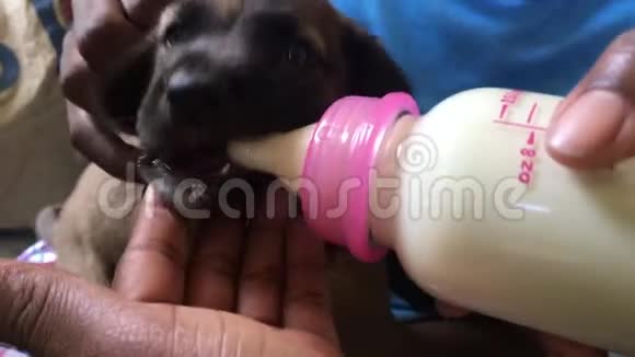 从婴儿瓶里喝小狗视频的预览图