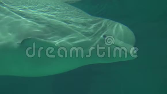 白鲸海底视频的预览图