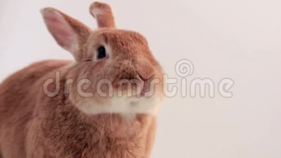 鲁弗斯兔移动嘴很快非常可爱很有趣的白色背景视频的预览图