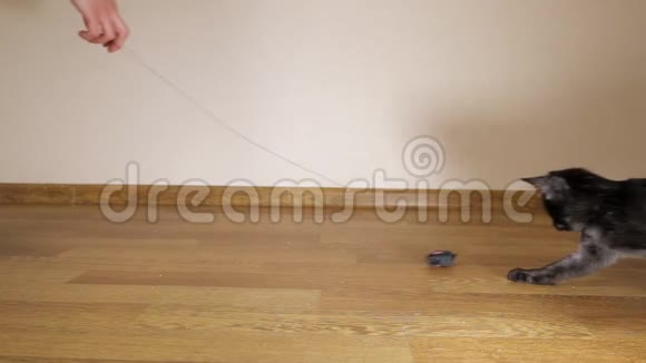 慢镜头拍摄一只黑色小猫猎捕玩具老鼠一个男人手拉绳子视频的预览图