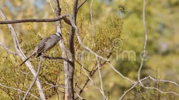 白冠雀栖于杂色灌木中视频的预览图