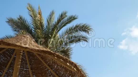带绿叶的沙滩伞和棕榈树视频的预览图