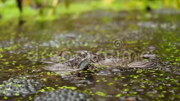 爱尔兰池塘中另一只青蛙顶部的青蛙视频的预览图
