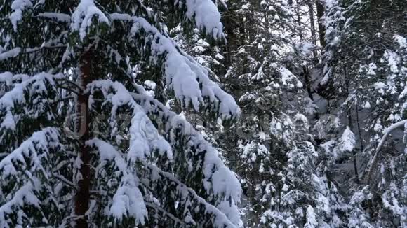 冬季松林或云杉山林景观雪覆盖枝视频的预览图