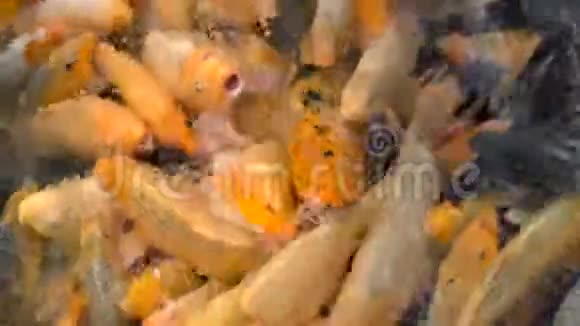 农场池塘里的五颜六色的锦鲤鱼视频的预览图