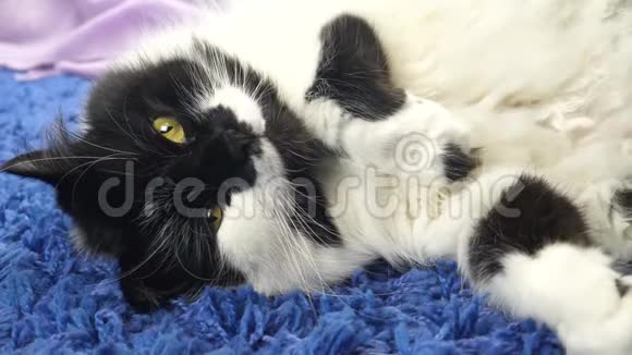 蓝地毯上躺着一只黑白猫视频的预览图