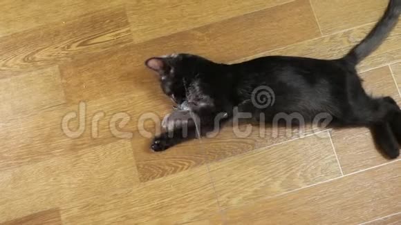 一只小黑猫在绳子上玩老鼠的俯视图视频的预览图
