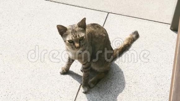 流浪猫在街上和喵喵叫视频的预览图