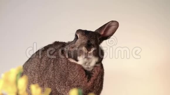 小灰兔兔一只耳朵一只耳朵一只耳朵滑稽地表现出独特的天赋视频的预览图