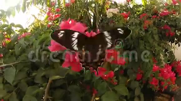 日落时分一只大蝴蝶用红花给灌木授粉视频的预览图