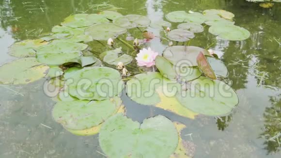 池塘里的莲花视频的预览图
