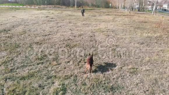 一只受过训练的狗在训练者身上奔跑攻击他的手臂视频的预览图