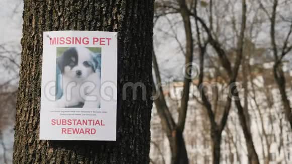 追踪一只失踪的小狗挂在树上的信息海报视频的预览图