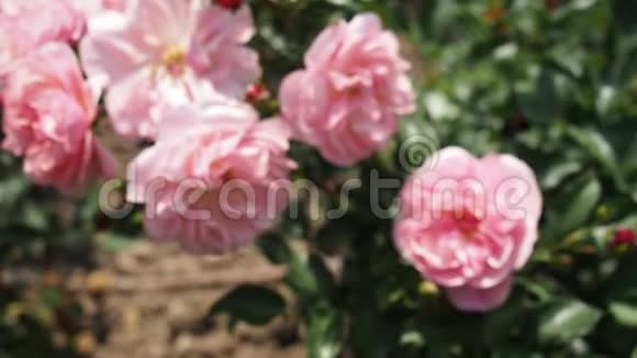 高清电视中花园的粉红玫瑰花视频的预览图