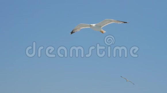 海鸥在蓝天上滑翔旅行趋势两只海鸥在蓝天上翱翔在天空中翱翔海鸥海鸥的叫声视频的预览图