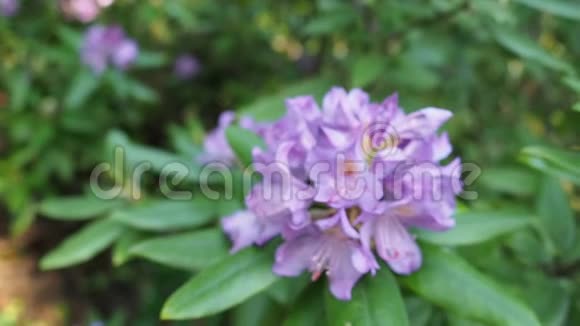 紫鹃花在花园的高清视频视频的预览图